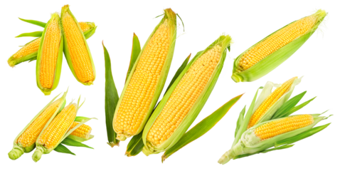 Set of maize corncobs with yellow corns ears and green leaves set, isolated. Ripe corn vegetables. PNG.