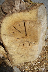 Holzscheibe