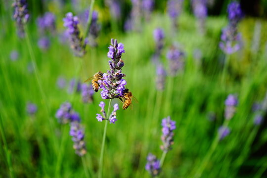 Lavendel, Binen
