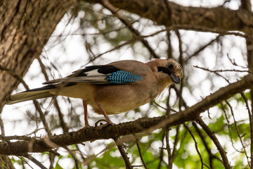 Jay Perched on a branch in a tree