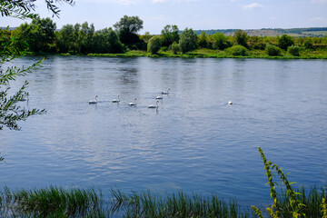 A peaceful river setting with swans and vegetation, highlighting the diverse life in nature