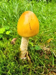 orange-yellow scabbard mushroom in the green