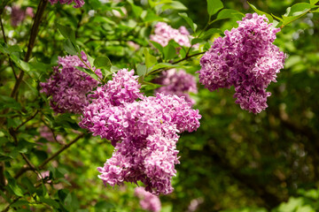 beautiful lilac flowers branch on a green background, natural spring background, soft selective focus