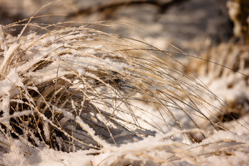 Fresh snow starting to melt on a clump of dune grass along the berach at Kohler-Andrae State Park in Feburary