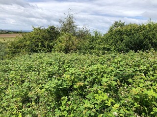 Hedgerow brambles on a warm sunny day in North Yorkshire, England, United Kingdom