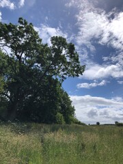 Obraz premium Grass field growing a crop of hay in July, North Yorkshire, England, United Kingdom