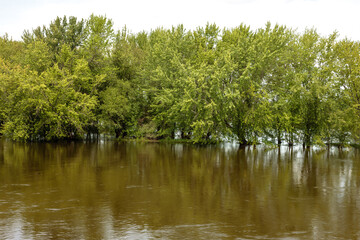 A flooded island in the Wisconsin River near Portage, in mid-July