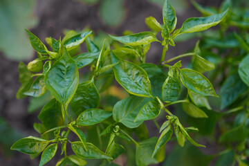 Close-up view of vibrant green pepper leaves thriving in a sunny garden setting during late spring