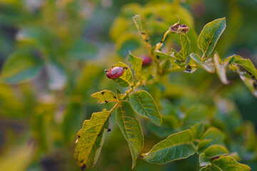 Close-up view of a plant with red pest-infected leaves during evening hours in a garden setting