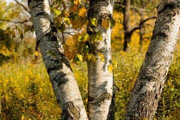 Birch trees in autumn, enjoying the soft morning sunshine within the Pike Lake Unit, Kettle Moraine State Forest, Hartford, Wisconsin in late September