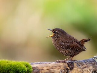 森の中で枯れ木に留まってさえずるミソサザイ