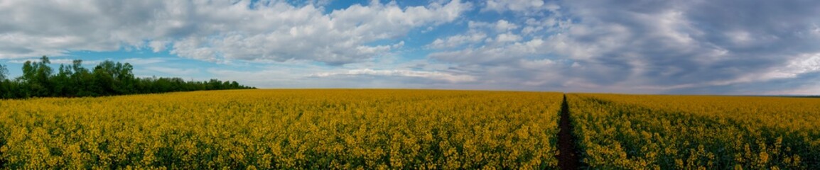 Panorama of yellow rapeseed valley. The mountains and the beautiful spring sky in the background