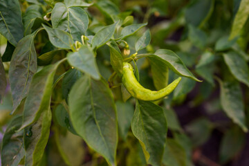 Green chili pepper growing on a vibrant plant in a garden setting during the warm summer season