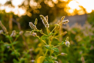 Fresh mint blossoms outdoors, mint flowers close up