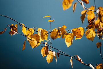 Autumn birch leaves hang off their branches, backlit by the late afternoon sun within Firefly Lake State Park, Sayner, Wisconsin