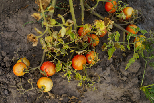 dried tomato tops and ripe tomatoes, top view. branches and bushes of tomatoes after harvesting. Rotten spoiled tomatoes in a summer cottage. Destruction of the tomato crop due to abnormal heat