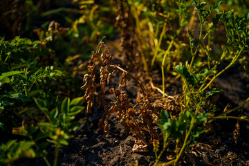 Potato plants, dried and yellowed stems ready for potato harvest, potato agricultural field.