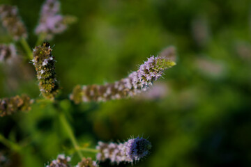 Fresh mint blossoms outdoors, mint flowers close up