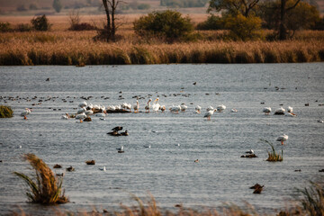 Many pelicans resting or swimming with the Horicon National Wildlife Refuge, Waupun, Wisconsin in early October