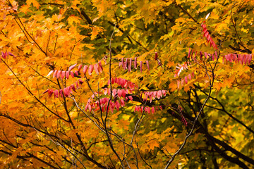 Sumac leaves and maple leaves changing colors withiin the Pike Lake Unit, Kettle Moraine State Forest, Hartford, Wisconsin in early October