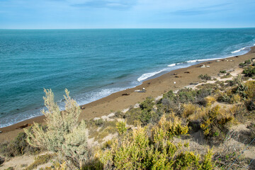 Sea lions resting at peninsula valdes beach, chubut, argentina