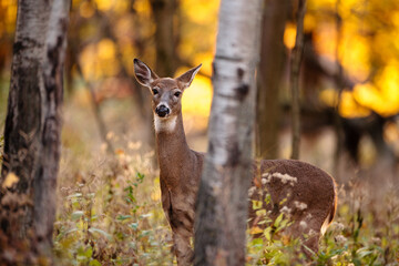 A curious white-tailed deer looking from behind the trees in mid-October near Hartford, Wisconsin