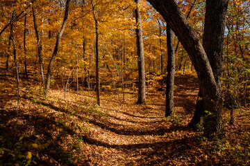 Fototapeta premium The National Ice Age Trail on a beautiful mid-October autumn day at Ridge Run Municipal Park, West Bend, Wisconsin