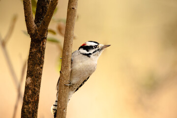 A Downy Woodpecker perched on a branch in autumn, looking to fly to a suet feeder not far away