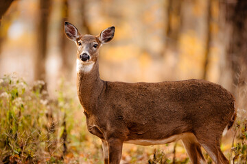 A White-tailed Deer just watching what the photographer is doing, in late October  on the edge of the Wisconsin woods.