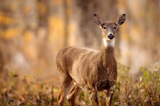 An alert White-tailed deer watching the photographer in late October on the edge of the Wisconsin woods - Powered by Adobe