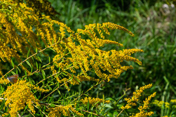 The wild flowers of Solidago altissima in autumn