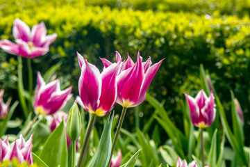 Obraz premium close up violet and white striped tulips in the garden