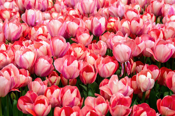 Obraz premium Selective close up view of light red color bloomed tulips in the park