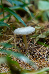 Lentil shanklet, also called appleseed coincap mushroom, Collybia tuberosa