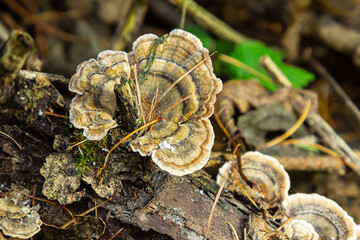 Trametes versicolor, also known as Polyporus versicolor, is a common polypore mushroom found throughout the world and also a well-known traditional medicinal mushroom growing on tree trunks