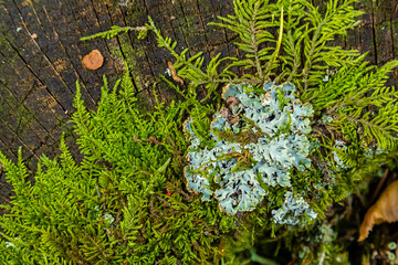 A close up of lichen Hypogymnia physodes on a old tree branch