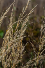 Inflorescence of wood small-reed Calamagrostis epigejos on a meadow