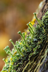 Close up of the trumpet lichen Cladonia fimbriata between stone flowers and moss on a rock