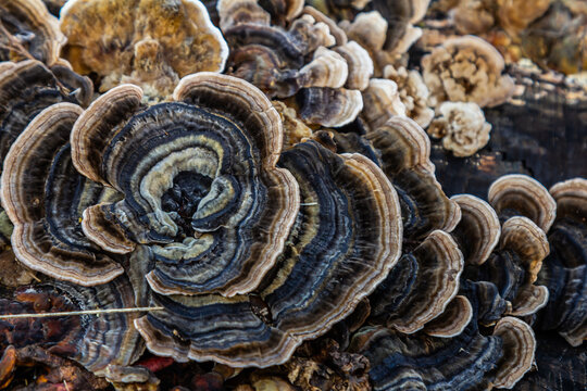 Trametes versicolor, also known as Polyporus versicolor, is a common polypore mushroom found throughout the world and also a well-known traditional medicinal mushroom growing on tree trunks