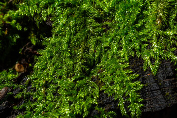 Precious drops of water from the morning dew covering an isolated plant of Ceratodon purpureus that is growing on the rock, purple moss, Burned ground moss on the stone, warm colours closeup