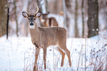 Fototapeta premium A buck is alert in the winter woods in early January near Hartford, Wisconsin