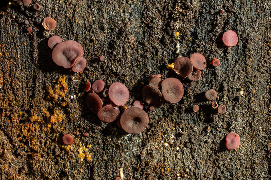group much fungus on trunk Ascocoryne sarcoides