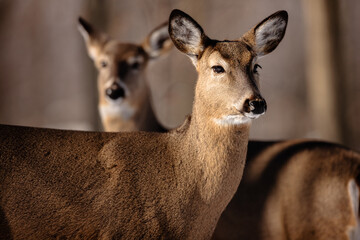 Two white-tailed deer, alert to the sounds not far off in the woods near Hartford, Wisconsin in mid-February