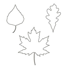Contours of tree leaves, green, birch leaf, oak leaf, maple leaf on a white isolated background