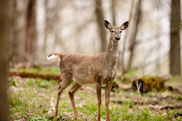 A white-tailed deer doe,, in the woods in late April near Hartford, Wisconsin, starting to shed its winter coat.
