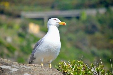 black headed gull