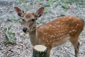 奈良公園 - 鹿 - 高ISO