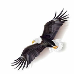 Fototapeta premium 3D eagle in white background vector image