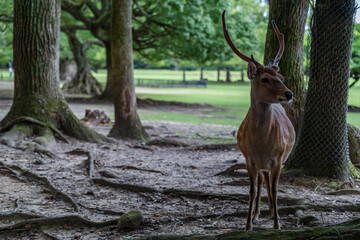 奈良公園 - 鹿 - 高ISO