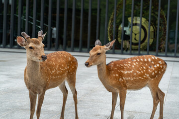 奈良公園 - 鹿 - 高ISO